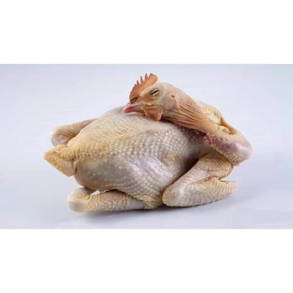 Freezing stud chicken 5.5-7 Ounces