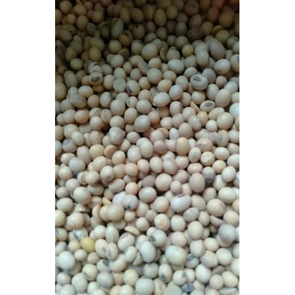 Imported Soybeans good quality ok