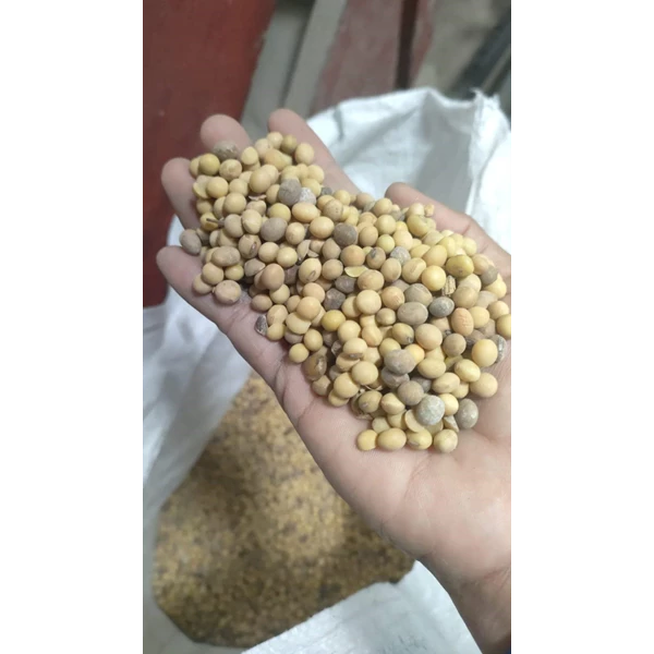Kacang kedelai import untuk pakan ternak