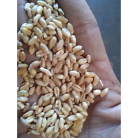 Imported Gandung seeds for animal feed