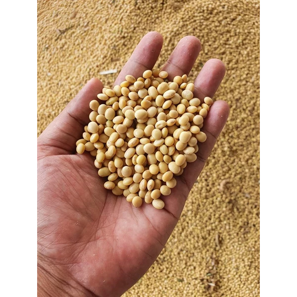 Food grade quality local soybeans