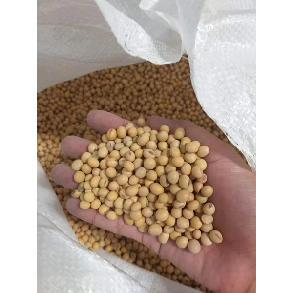 Super High quality imported soybeans