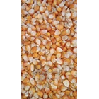 Dry shelled corn ka 15-17 4
