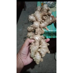 Elephant Ginger with super quality